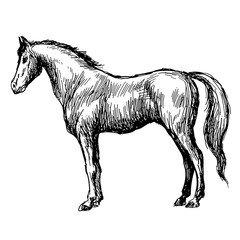 freehand sketch illustration of horse