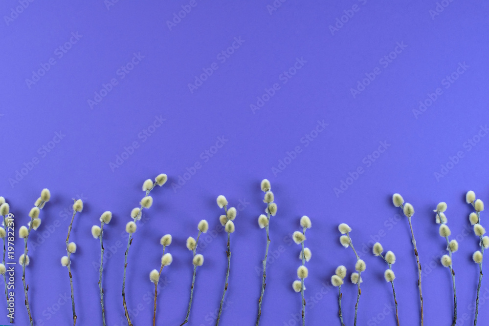 Bouquet of catkins branches on the background of ultraviolet - obrazy, fototapety, plakaty 