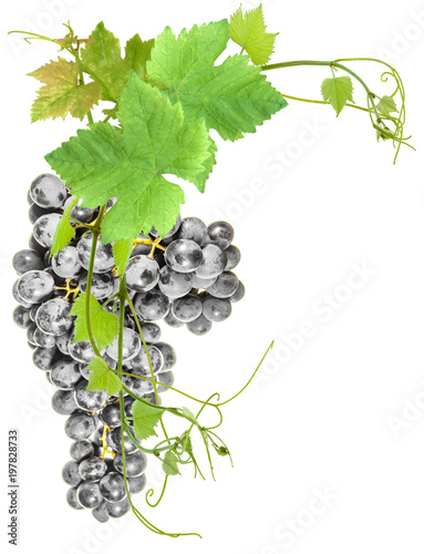 Grappe De Raisin Rouge Et Feuilles De Vigne Stock Photo Adobe Stock