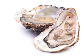 Wall Mural - Fresh oyster