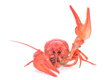 Cooked Crawfish On A White Background