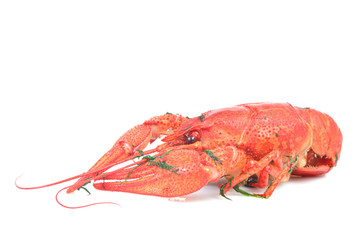 Canvas Print - Cooked crawfish on a white background