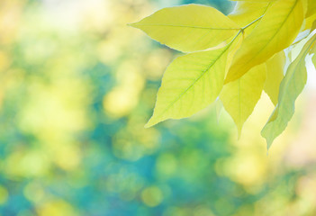 Beautiful natural background with yellow leaves