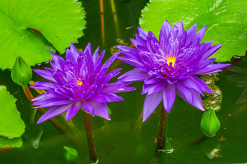 The close up of two violet lotuses with yellow pollen with the round lotus leaves in the pond.