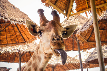 close up portrait of a weird funny face giraffe