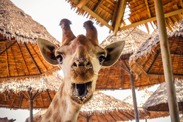 close up portrait of a weird funny face giraffe