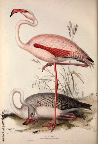 Dekoracja na wymiar  ilustracja-ptaka