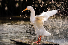 Beautiful White Duck Spread Wings In The Rain