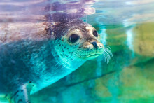 Close Up Portrait Of Very Cute Spotted Seal