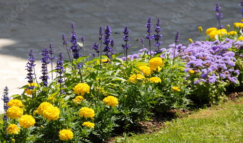 Massif De Fleurs Jaunes Et Mauves En Bord De Route France