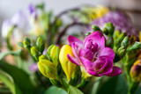 yellow and purple or pink freesia