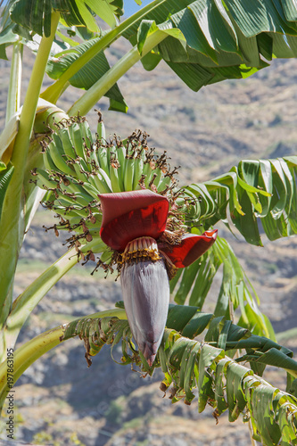 Fotografie, Obraz Bananenblüte mit Staude, Madeira, Portugal