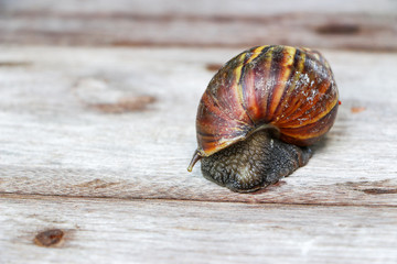 Wall Mural - Snail on wooden closeup concept snail farm 