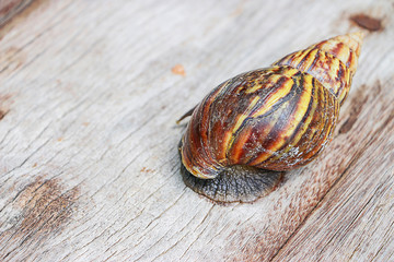 Wall Mural - Snail on wooden closeup concept snail farm 