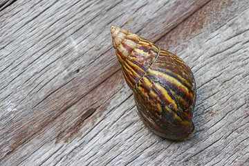 Wall Mural - Snail on wooden closeup concept snail farm 