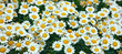 White wild daisies