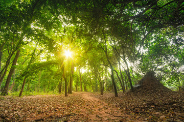 Wall Mural - Sunlight in the forest, forest landscape photography.