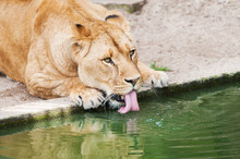 Lioness Drinking Water. Artis Zoo In Amsterdam, Netherlands