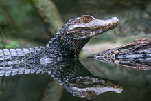Reflection Of The Spectacled Caiman - Caiman Crocodilus In Water.