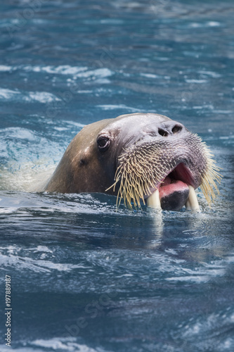 Fotografia, Obraz close up face of male walrus swimming in deep sea water