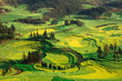 Beautiful shapes of terraced fields of yellow rapeseed flowers in China
