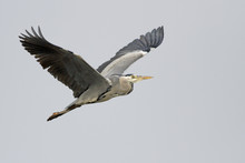 Big Heron In Flight