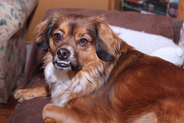 Wall Mural - FLUFFY BROWN AND WHITE DOG