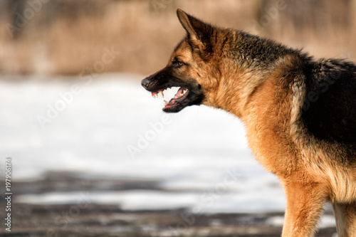 evil snarling snout Shepherd dog outdoors Poster Mural XXL