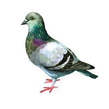 Watercolor Illustration. Picture Of A Dove.