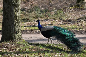 Pfau