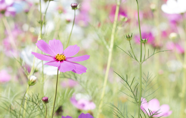 Wall Mural - Beautiful purple cosmos flower in garden