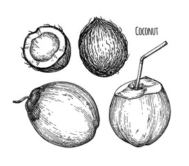 Canvas Print - ink sketch of young green coconuts.