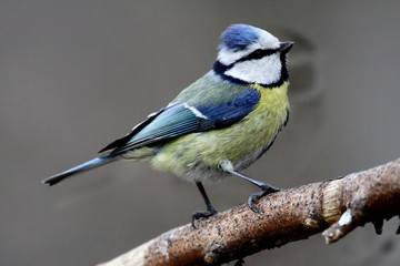 Wall Mural - Blue Tit