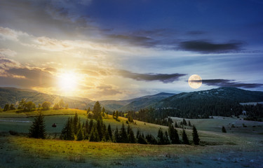 Wall Mural - time change over the countryside summer landscape. spruce trees on a rolling grassy hills at the foo