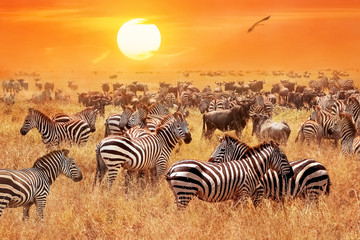herd of wild zebras and wildebeest in the african savanna against a beautiful orange sunset. the wil