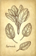Canvas Print - Ink sketch of spinach.
