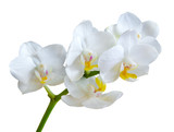 Fototapeta Storczyk - Branch with white orchid flowers isolated on white background