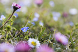 Fototapeta Krajobraz - Tiny pink and blue flowers on a green flower bed nature ground