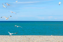 Seagulls On Pebble Beach