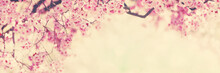 Spring Blossom Pink Tree Flowers Background