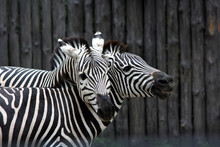 Two Zebras Standing Together