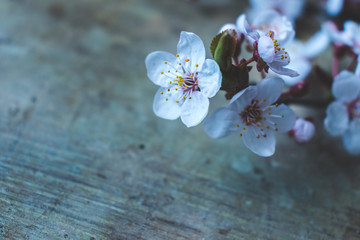 Wall Mural - Close up view of blooming tree branches with white and pink flowers on old, rustic, wooden background. Spring background, vintage toned