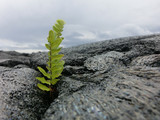 Fototapeta Uliczki - Tiny fern seedling sprouting from new black lava rock