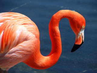 Naklejka flamingo tropikalny fauna ptak