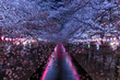 Cherry blossoms at night in Tokyo