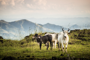 Panama cows 2