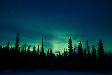 Wall Mural - deep green aurora behind silhouetted pine trees, starry blue sky
