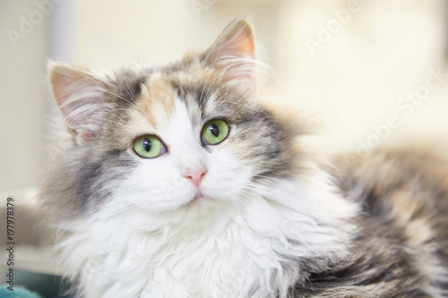 Fluffy Calico Cat Resting At Home Buy This Stock Photo And