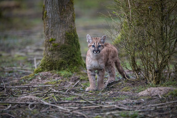 Wall Mural - Puma Cub Animal