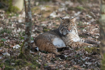 Wall Mural - Lynx Animal